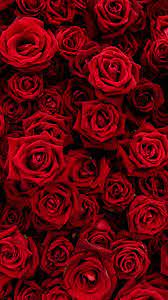 Red Wallpaper Red Roses Wallpaper Dark Red Wallpaper
