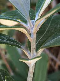 Image result for Boscia integrifolia