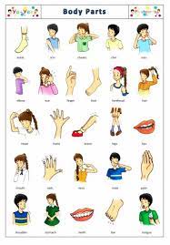 Kosakata Bahasa Inggris Anggota Tubuh Beserta Gambar Dan Artinya Kosakata Bahasa Inggris Bahasa Inggris Kartu Flash