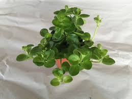 More than 1500 species have been recorded, occurring in all tropical and subtropical regions of the world. Peperomia Sp Zwergpfeffer Orchideen Wichmann De Hochste Gartnerische Qualitat Und Erfahrung Seit 1897