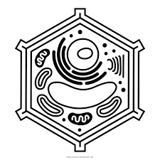 28 animal cell coloring page in 2020 animal cells worksheet. Plant Cell Coloring Page Ultra Coloring Pages