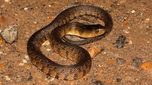 Adults are large and capable of delivering a painful and potentially fatal bite. Snake I D Louisiana S Snakes Identified Part Iii Watersnakes Louisiana Sportsman