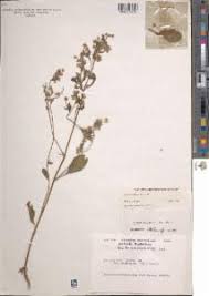 Image result for Blumea axillaris