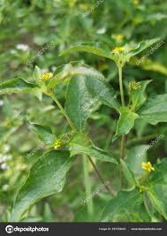 Image result for Synedrella