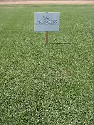 We recommend that our grasses be mowed at least every seven days. West Texas Lawn The Hydromulching Experts