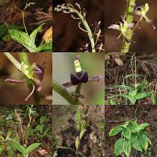 Image result for Liparis nervosa