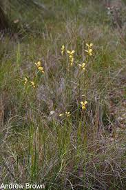 Image result for Vepris drummondii