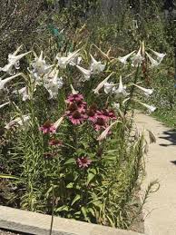 Image result for Lilium formosanum