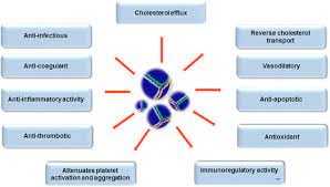 High Density Lipoprotein Cholesterol Efflux Capacity And Cardiovascular Risk In Autoimmune And Non Autoimmune Diseases Metabolism Clinical And Experimental