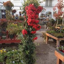 Image result for Pyracantha