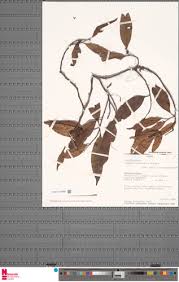 Image result for Staudtia