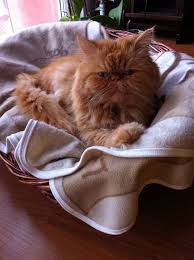 Meltem Savim Icer Adli Kullanicinin Persian Cat Panosundaki Pin