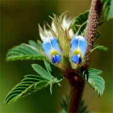 Image result for Kotschya sp.no.A