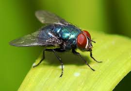 Maybe you would like to learn more about one of these? Bug A Salt 2 0 Fly Gun Review Updated For 2021 Pests Org