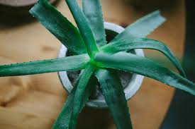 Types of aloe plants (with pictures and names). Is Aloe Vera A Cactus No But Here S Why You May Have Thought So