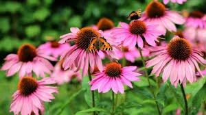 Florist brad weinstein told mental_floss that water is key to helping flowers last longer. 9 Ways Echinacea Benefits Your Physical Mental Health