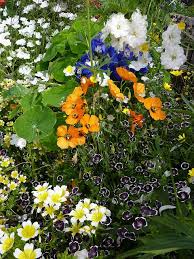 Stylomecon Heterophylla Orange Nemophila Penny Black Beautiful Flowers Spring Blooms Plants