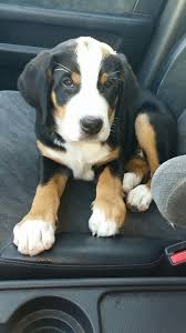 Find greater swiss mountain dogs for sale uk at the uk's largest independent free classifieds site. Zuzu 11 Week Old Greater Swiss Mountain Dog Greater Swiss Mountain Dog Swiss Mountain Dogs Mountain Dogs