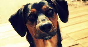 Rottweiler Lab Mix Family Friendly Or Loyal Protector The Happy Puppy Site