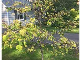 Need Help Rising Sun Redbud Tree