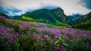 Valley of flowers in 2014 after the fatal northern india flood. Valley Of Flowers Uttarakhand Around Uttarakhand Prime Web Primeweb Prime Web Web Hub Webhub Prime Web Hub Prime Web Videos Prime Web Technologies Prime Videos Prime Tourists Places Many Prime Web Content