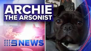 Places anaheim, california pet servicepet breeder french bulldog puppies los angeles. French Bulldog Sets House On Fire Nine News Australia Youtube