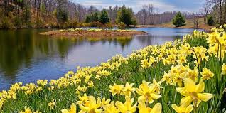 Nah, bagi yang awam mungkin belum terlalu mengerti tips dan cara merawat tanaman anthurium ini agar tumbuh subur. 8 Cara Merawat Tanaman Hias Agar Tumbuh Subur Dan Tak Cepat Layu Wajib Tahu Merdeka Com