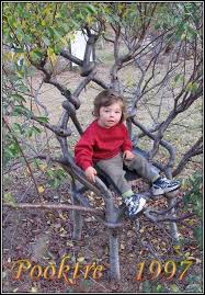 Tree S Shaped While Growing Like A Chair Wow Weird Trees Unique Trees Espalier Fruit Trees