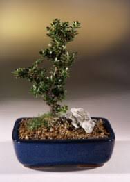 Discover the magic of the internet at imgur, a community powered entertainment destination. Japanese Holly Bonsai Tree Ilex Crenatadwarf Pagoda