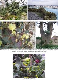 Image result for Priva curtisiae