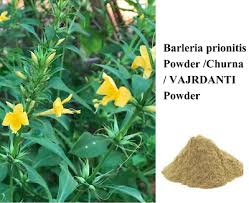 Image result for Barleria tanzaniana