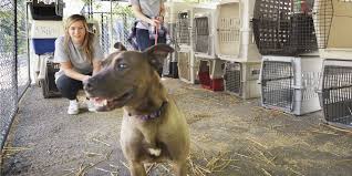 Maybe you would like to learn more about one of these? Things To Know Before Adopting A Cat Or Dog How To Adopt A Pet