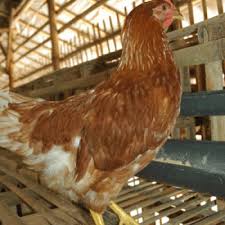We did not find results for: Mengatasi Prolapsus Di Peternakan Ayam Petelur
