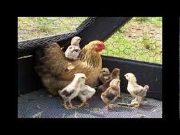 اغنية هالصيصان شو حلوين كاملة hal sisan so helween youtube baby chickens baby animals chicken pictures