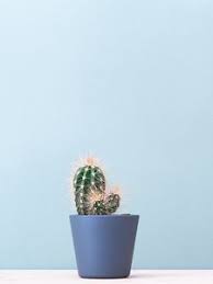 Maybe you would like to learn more about one of these? Cactus Old Mobile Cell Phone Smartphone Wallpapers Hd Desktop Backgrounds 240x320 Images And Pictures