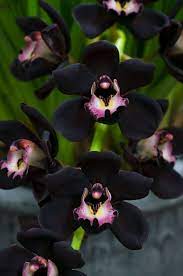 Pin On Orchids