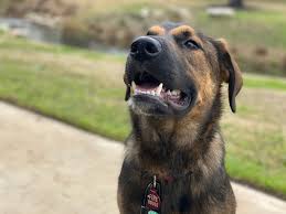 Pawtown pet boarding in spring, texas, is the newest luxury pet resort in the spring, tx, and the woodlands, tx, area offering dog boarding, cat boarding, doggie daycare and dog grooming. Https Imgur Com Gallery Dwgmvfq Daily Https Imgur Com Amlymaf Jpg 2020 02 22t18 00 05 654z Https Imgur Com Gallery 8h2f1bs Daily Https Imgur Com Jlm4hwa Jpg 2020 02 22t18 00 05 655z Https Imgur Com Gallery 0cldazc Daily Https Imgur