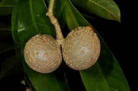 Image result for Voacanga