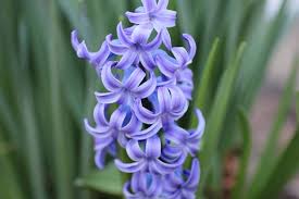 Le primule come dice il loro stesso nome, sono i primi fiori della primavera. Giacinto Hyacintus Bulbi Coltivazione E Cura Del Giacinto