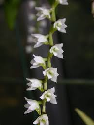 Image result for Bolusiella talbotii