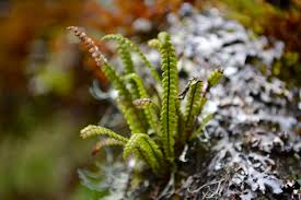 Image result for Melpomene