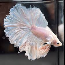 Light Pink Dumbo Rosetail Hm Male Betta Youtube This Beautiful Betta Was Imported From Thailand Natural Of Betta Clear Photo Of Dea Betta Fish Betta Fish