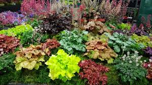 Heuchera Heuchetella Tiarella Heuchera Landscaping Around Trees Tropical Garden Design