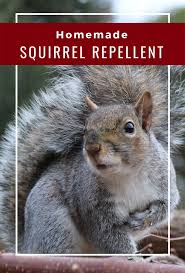 Leave the sock in a bowl of ammonia until the sock has become completely saturated. Homemade Squirrel Repellent Recipe Chipmunk Repellent Squirrel Repellant Repellent Homemade