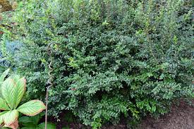 Image result for Vaccinium
