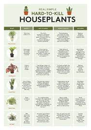 Low Maintenance Indoor Plants Low Maintenance Indoor Plants Plants House Plants Indoor