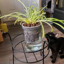 Image result for Chlorophytum bowkeri