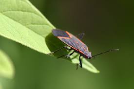 Both insect and rodents can be a problem inside and outside of your business. 1 Eugene Exterminator Bug Zapper Pest Control