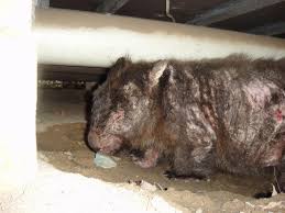 Image result for dead wombat