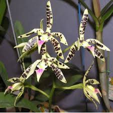 Internet orchid species photo encyclopedia. 10 Best Orchid Types You Can Grow Easily With Pictures Florgeous
